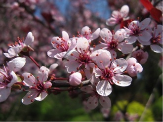 Слива цветёт розовыми цветками (Саженцы ОКС 1год, высота  1 м)