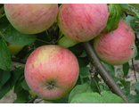 Сорт яблони: Осеннее полосатое